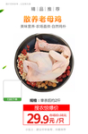 散养老母鸡推广图