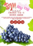 葡萄海报