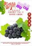 葡萄海报