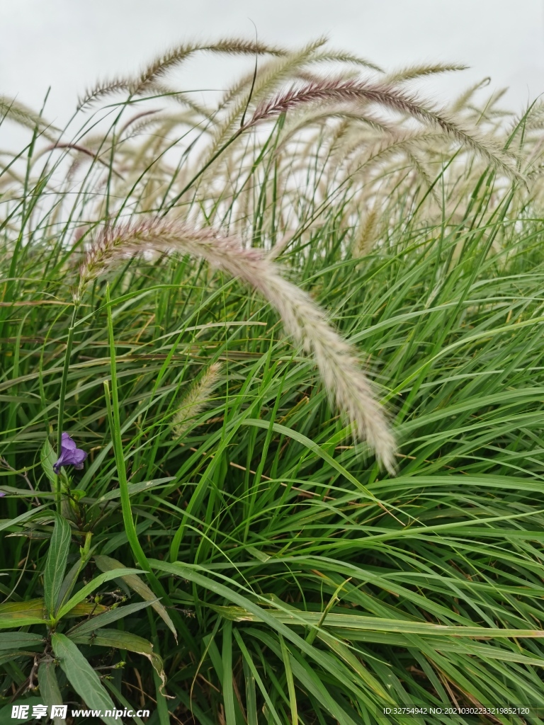 狗尾草