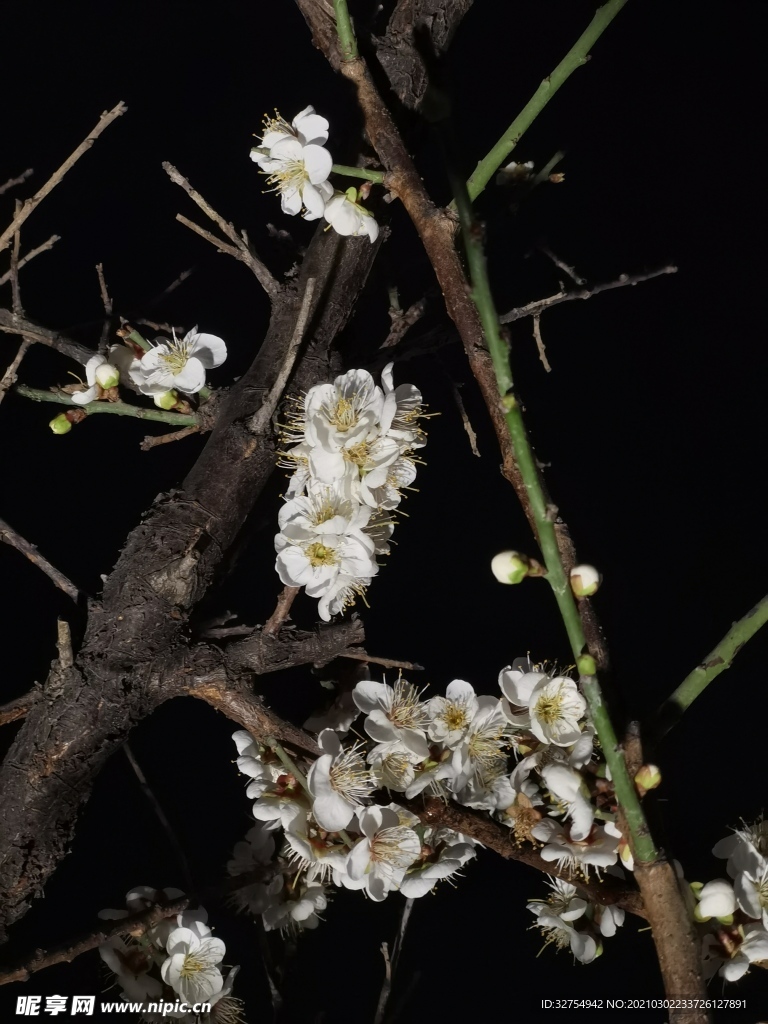 梅花