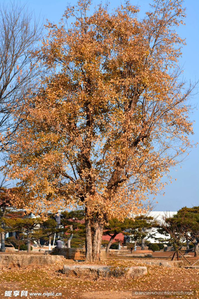 秋天黄色树