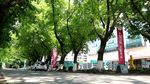 绿色城市 绿荫