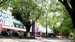 绿色城市 绿荫