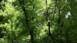 绿色城市 绿荫