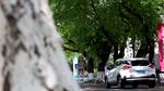 绿色城市 绿荫 道路