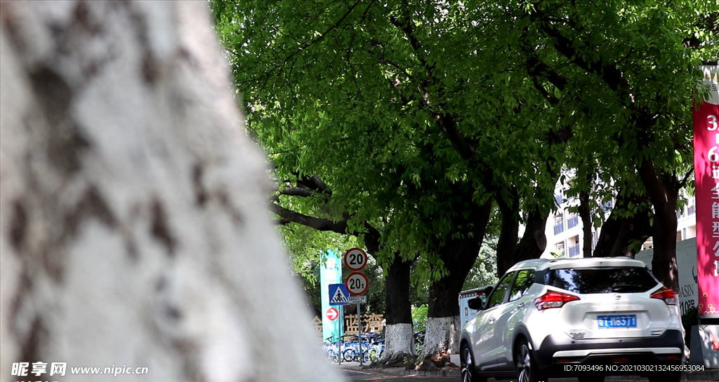 绿色城市 绿荫 道路