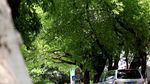 绿色城市 绿荫 道路