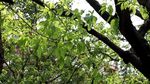 绿色城市 绿荫