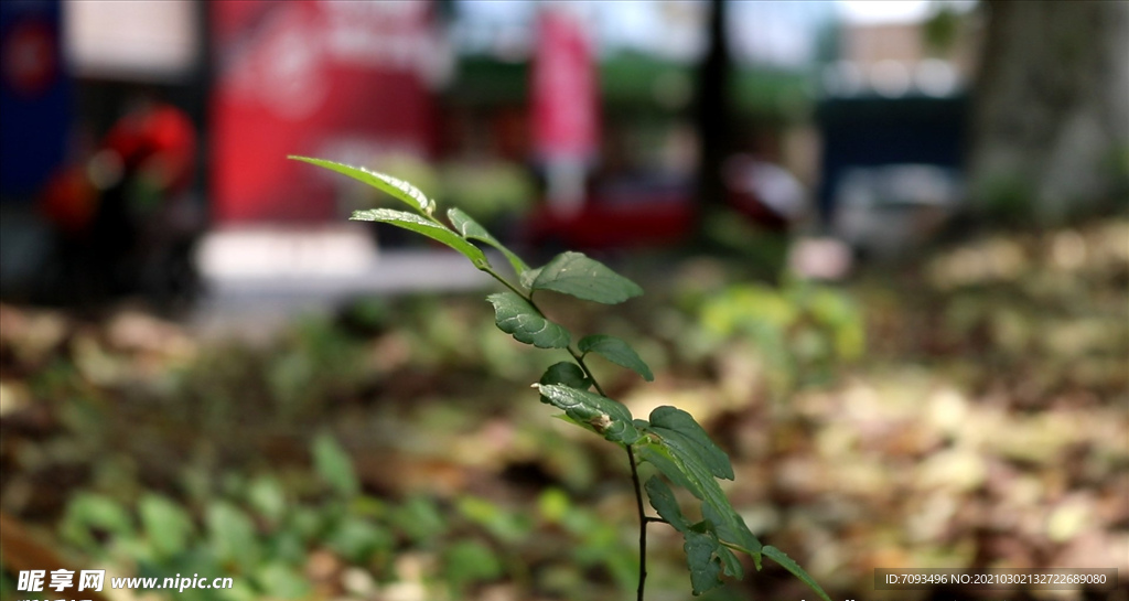 绿色城市 绿荫