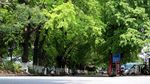 绿色城市 绿荫