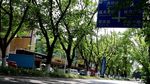 绿色城市 绿荫
