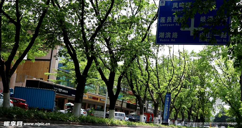 绿色城市 绿荫