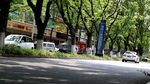绿色城市 绿荫
