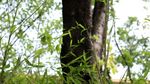 绿色城市 绿荫