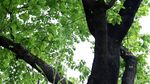 绿色城市 绿荫