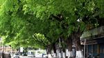 绿色城市 绿荫