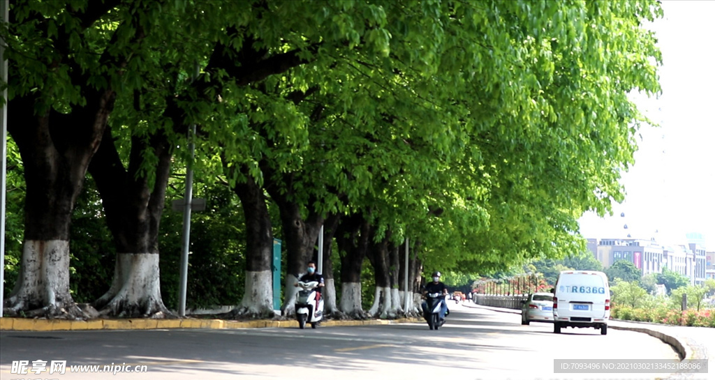 绿色城市 绿荫