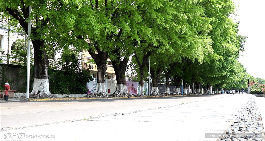 绿色城市 绿荫