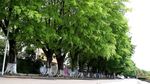 绿色城市 绿荫