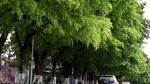 绿色城市 绿荫