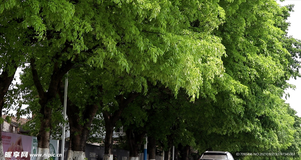 绿色城市 绿荫