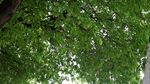 绿色城市 绿荫