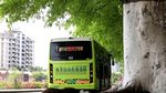 绿色城市 绿荫 道路 发芽 嫩