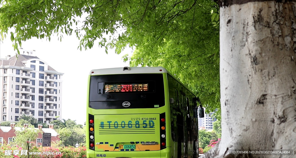 绿色城市 绿荫 道路 发芽 嫩