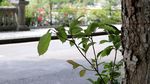 绿色城市 绿荫