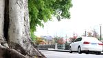绿色城市 绿荫
