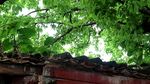 绿色城市 绿荫