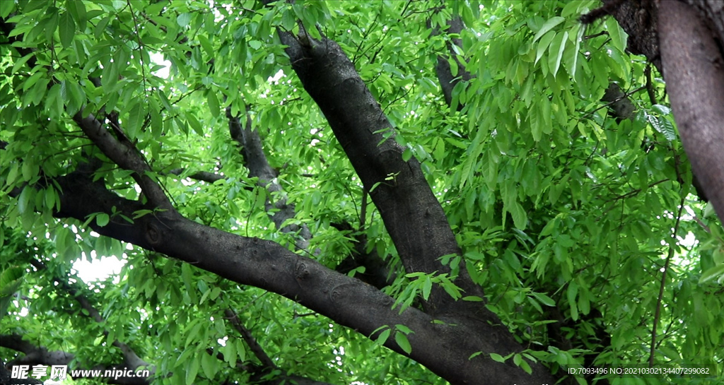 绿色城市 绿荫