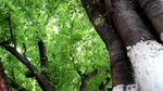绿色城市 绿荫