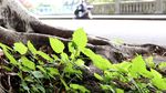 绿色城市 绿荫