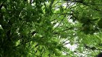 绿色城市 绿荫