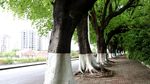 绿色城市