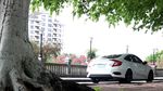 绿色城市 绿荫 道路 发芽 嫩