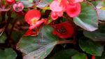 蜜蜂 采蜜