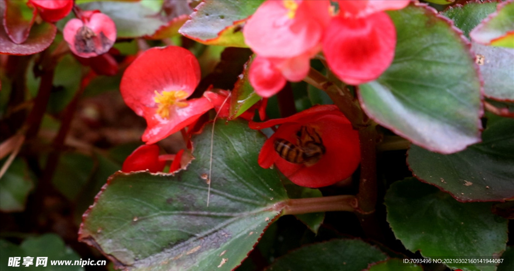 蜜蜂 采蜜