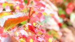 蜜蜂 采蜜