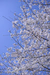 樱花8