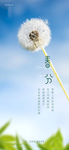 春分节气海报