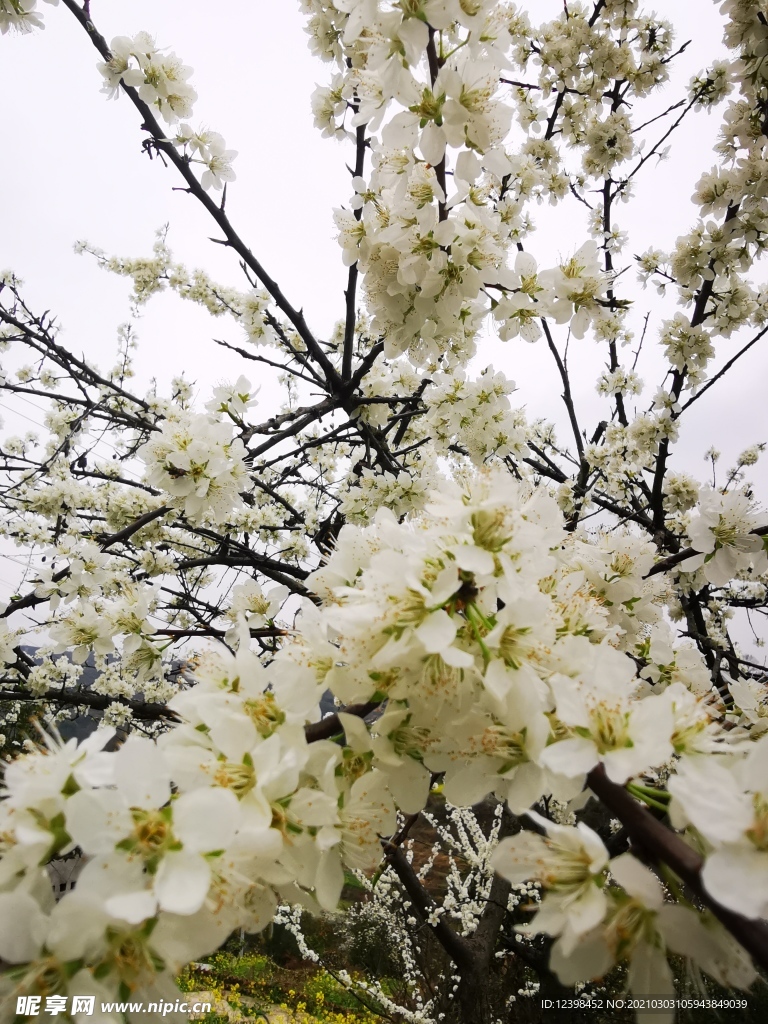 树枝上的梨花摄影美图