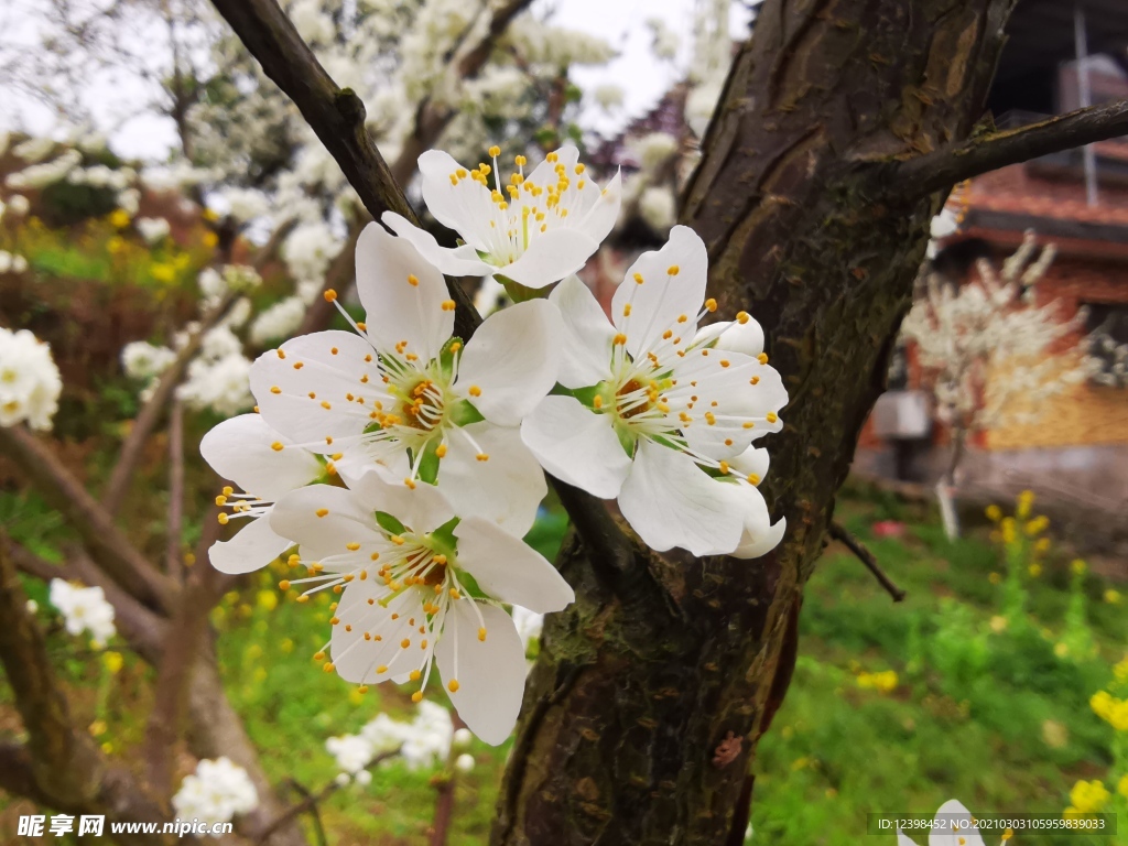 树枝上的梨花摄影美图