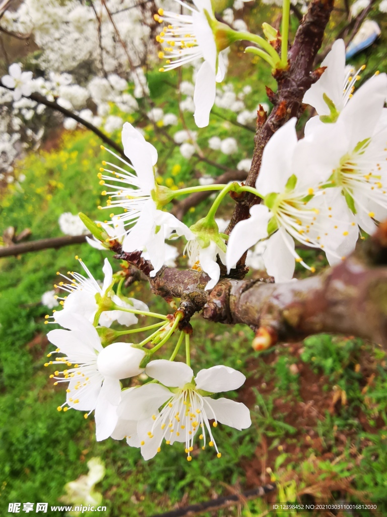 盛开的白色梨花