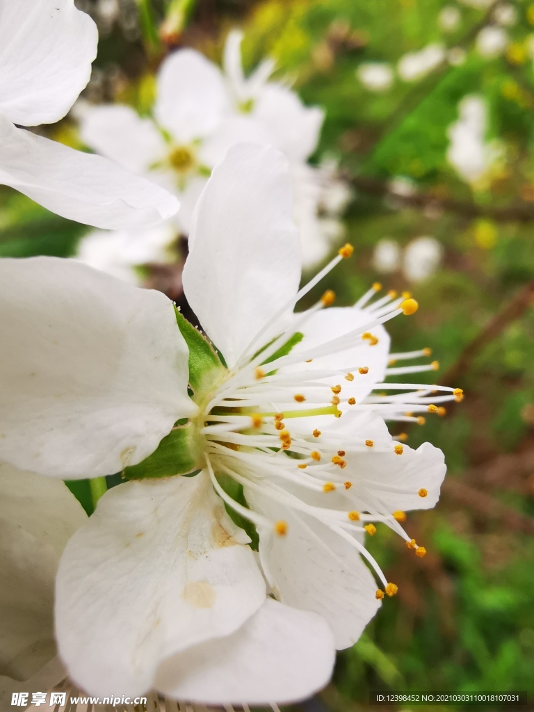 盛开的白色梨花