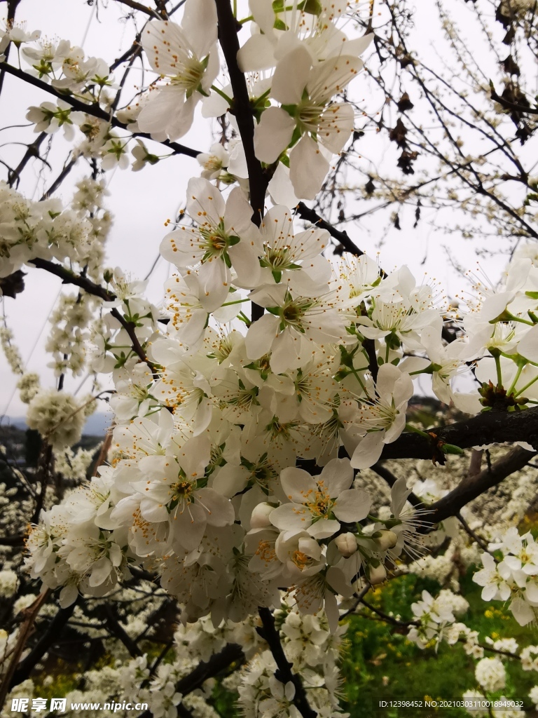 盛开的白色梨花