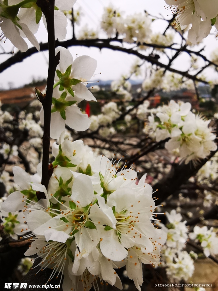 盛开的白色梨花
