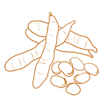 蚕豆